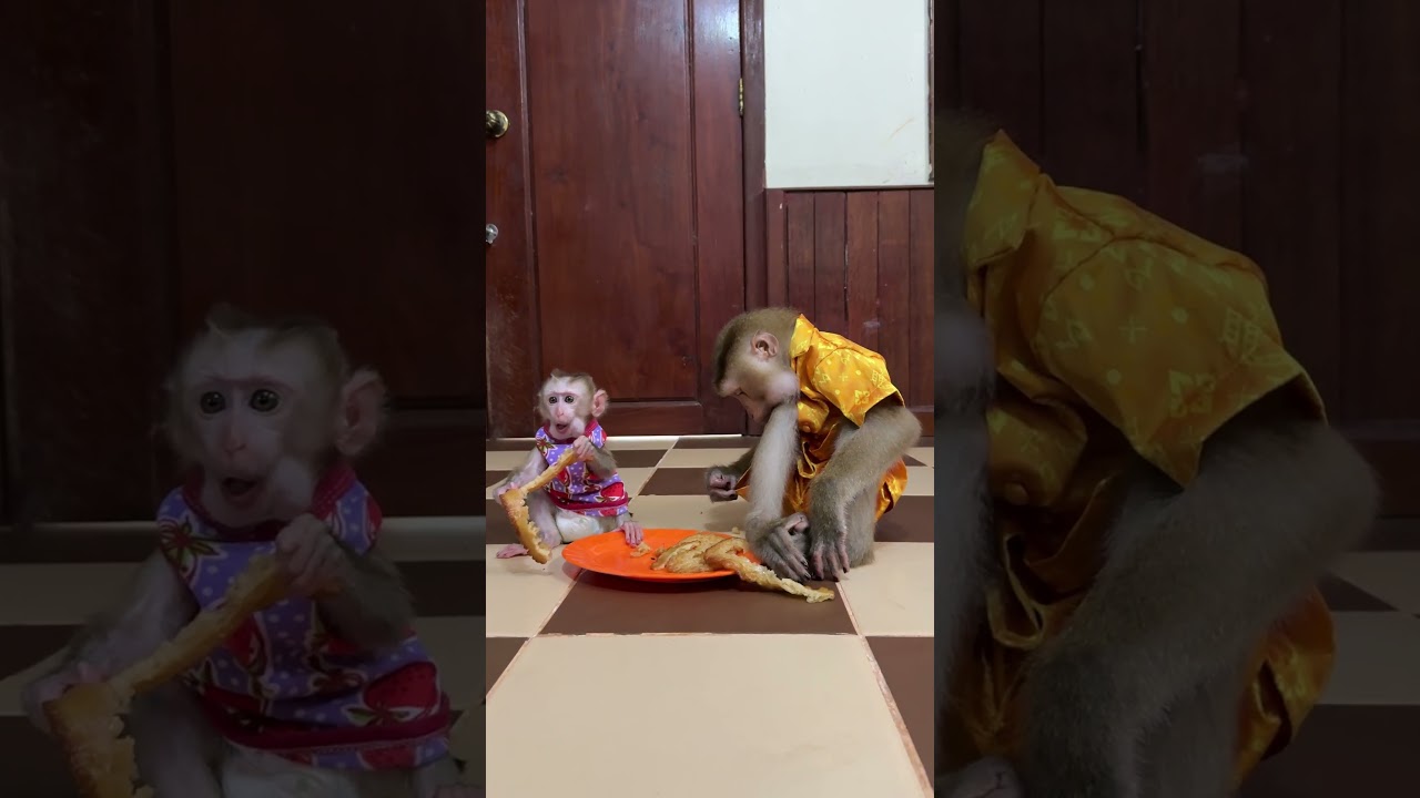 Best Family Monkey Jacky