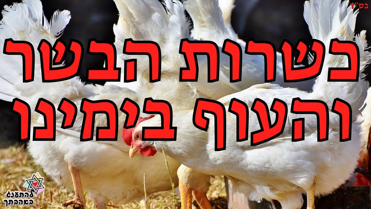 כשרות הבשר והעוף בימינו! אחד השיעורים החשובים ביותר שתראו בחיים!