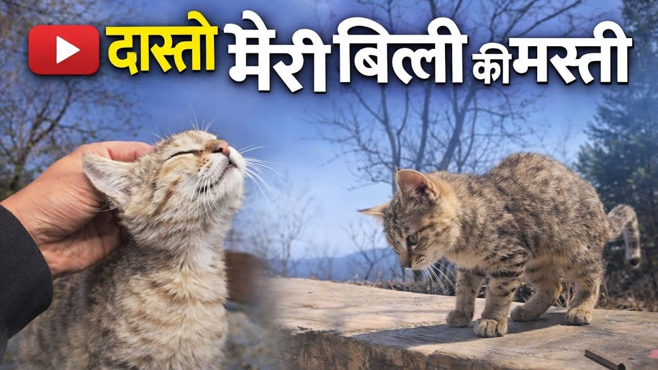 365/59 BILLI KI MASTI 🫨