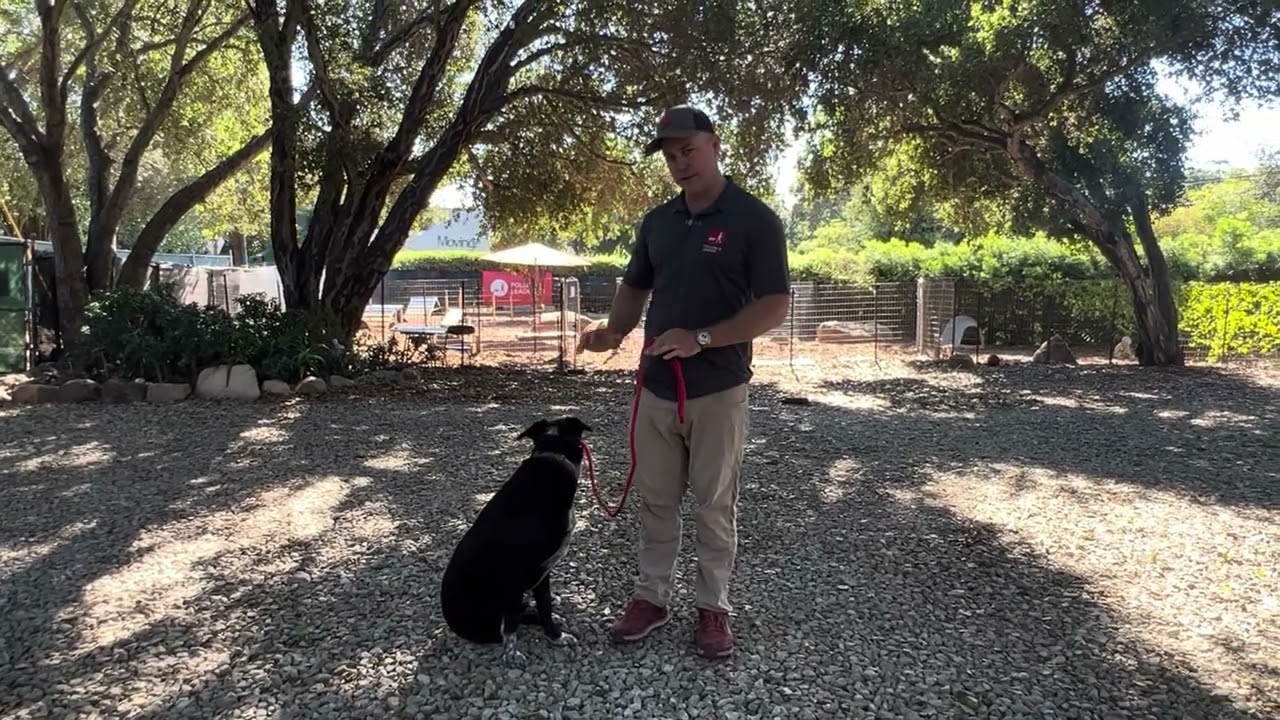 Introducing a Reactive Cattle Dog to the SideKick Leash