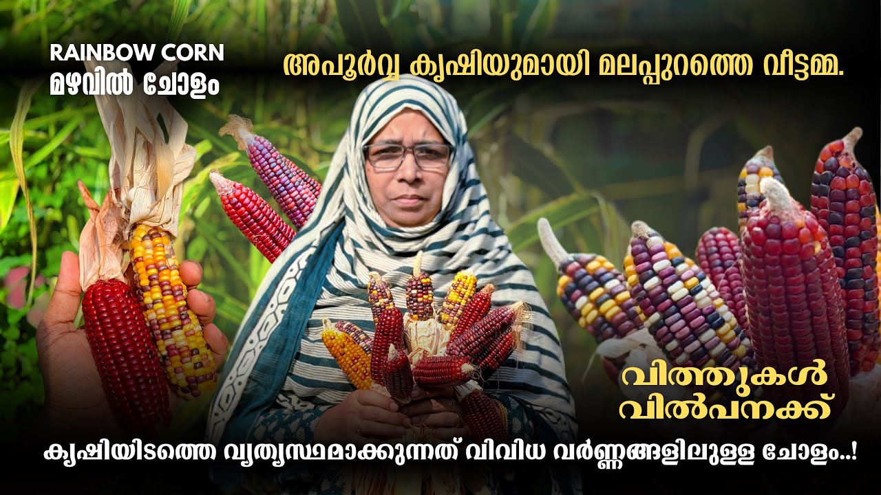 ഇങ്ങനൊരു കൃഷി നിങ്ങൾ കണ്ടിട്ടുണ്ടാവില്ല | മഴവിൽ ചോളം | Rainbow corn