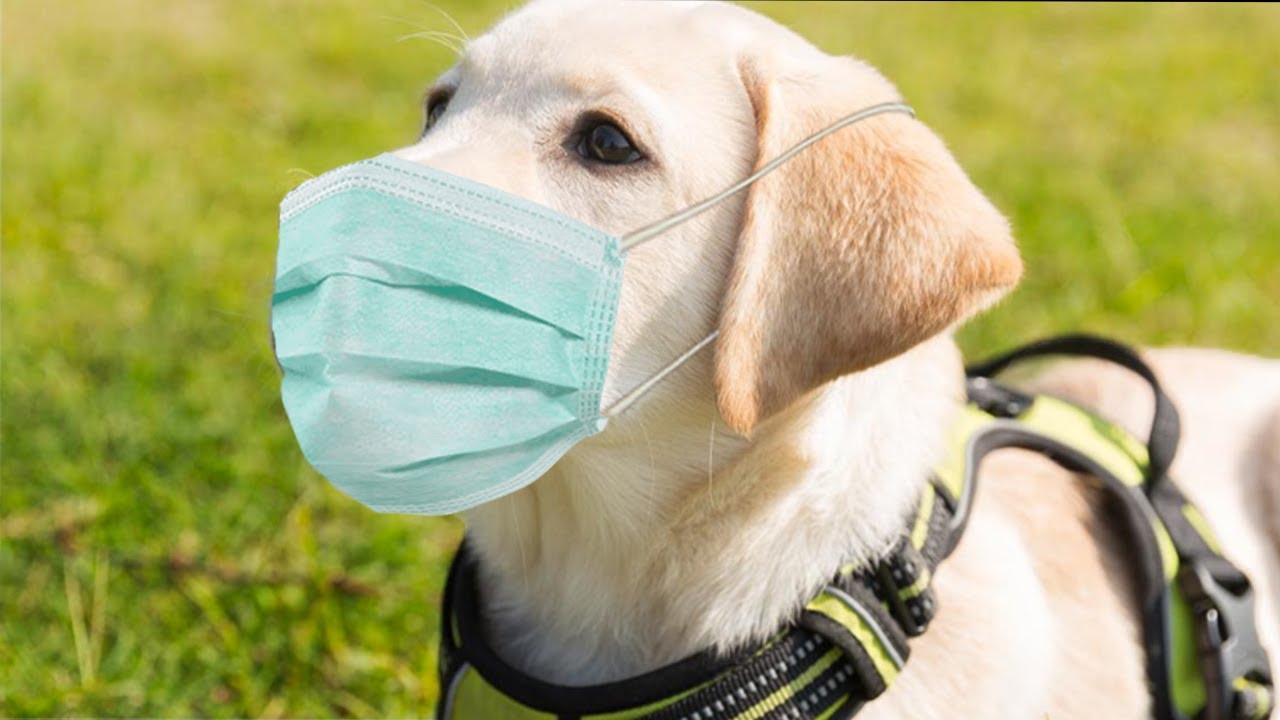 Karantina Döneminde Köpek Bakımı // Erhan Gökdağ // Urlavet Veteriner Klinik