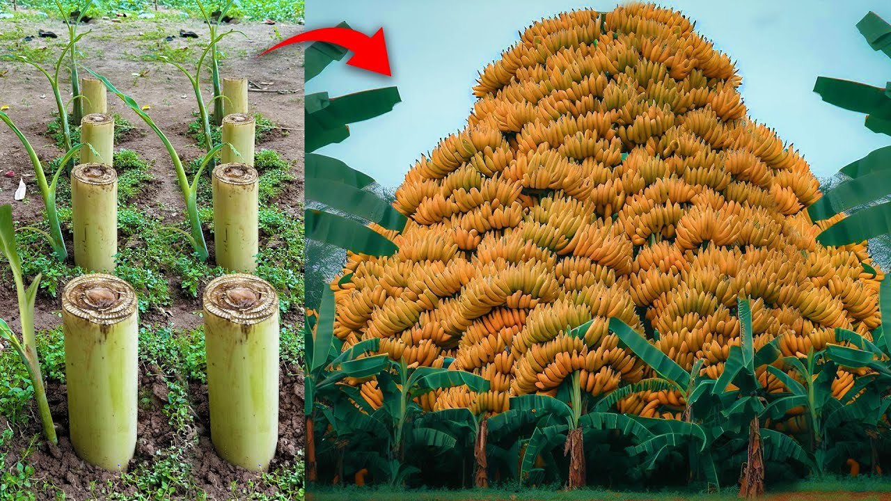 Best... How to grafting Banana tree that get Amazing results Using Unique technique