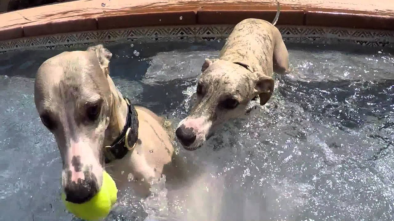 My Swimming Whippets, Neiman and Marcus