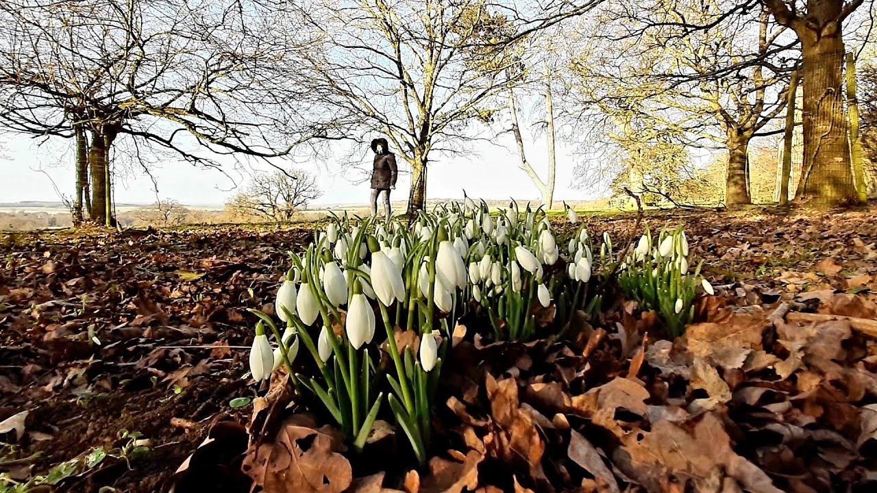 Snowdrops at Bellmount Tower ( Belton House Estate / National Trust )