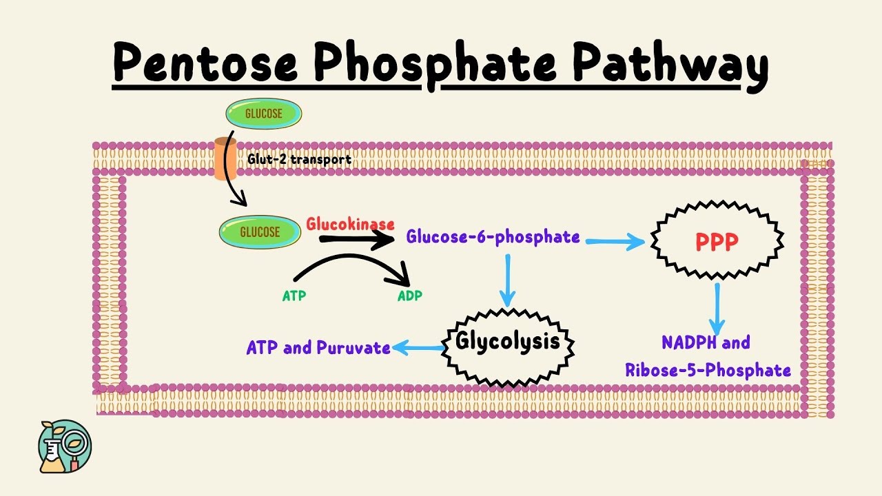 Pentose phosphate pathway explained