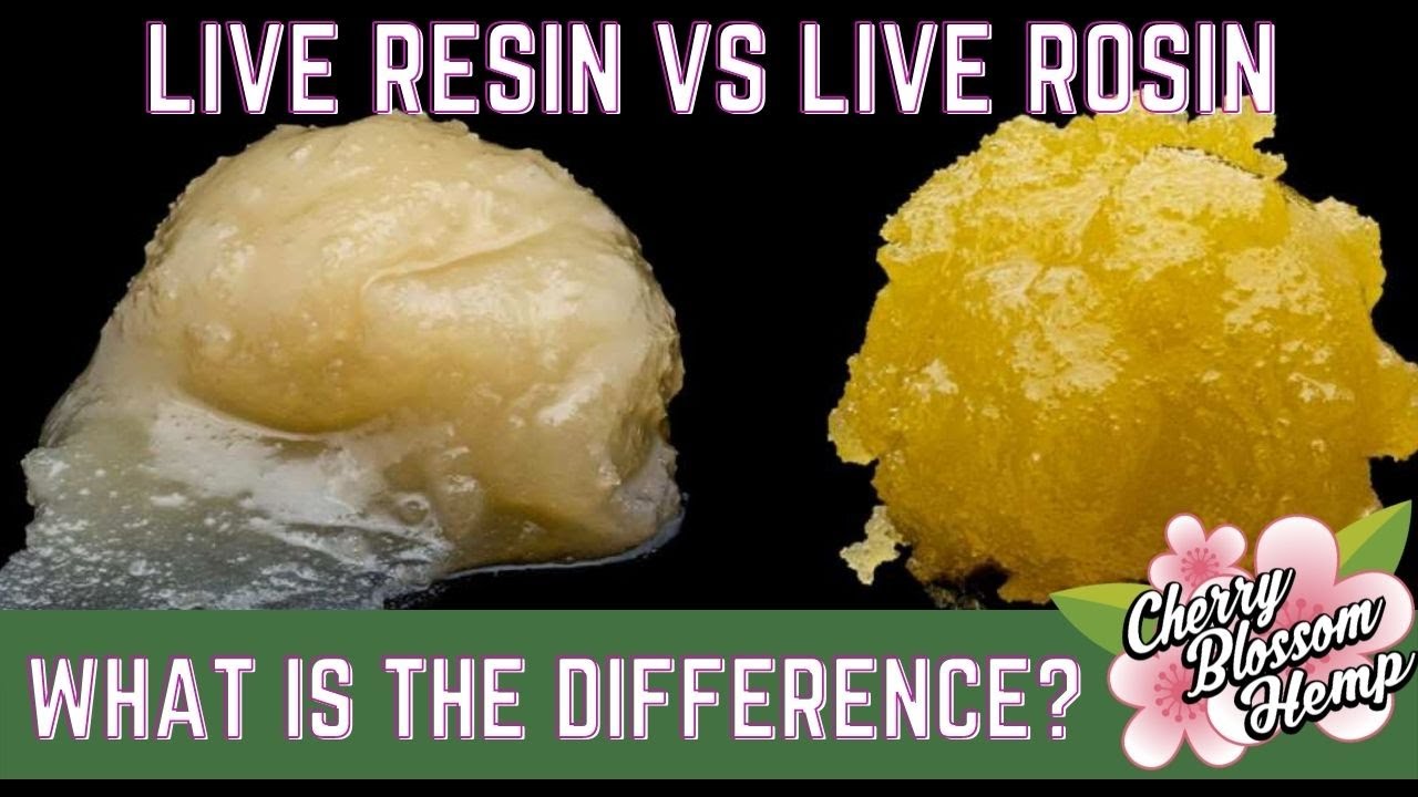 Вопрос с ответом: Живая смола против живой канифоли &mdash; в чем разница? #liveresin #liverosin