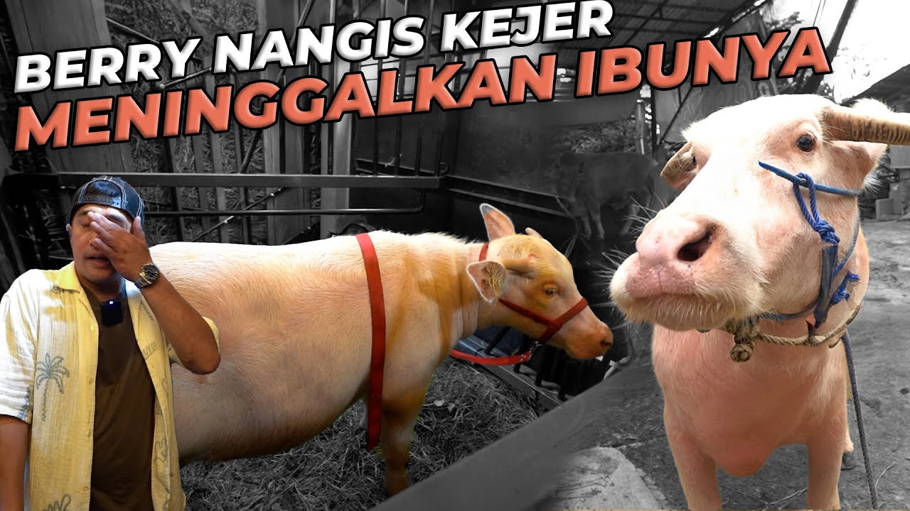 JEMPUT BERRY SI KEBO BULE JANTAN.. TERNYATA LEBIH DRAMA DARI BELLA GAESS..!!