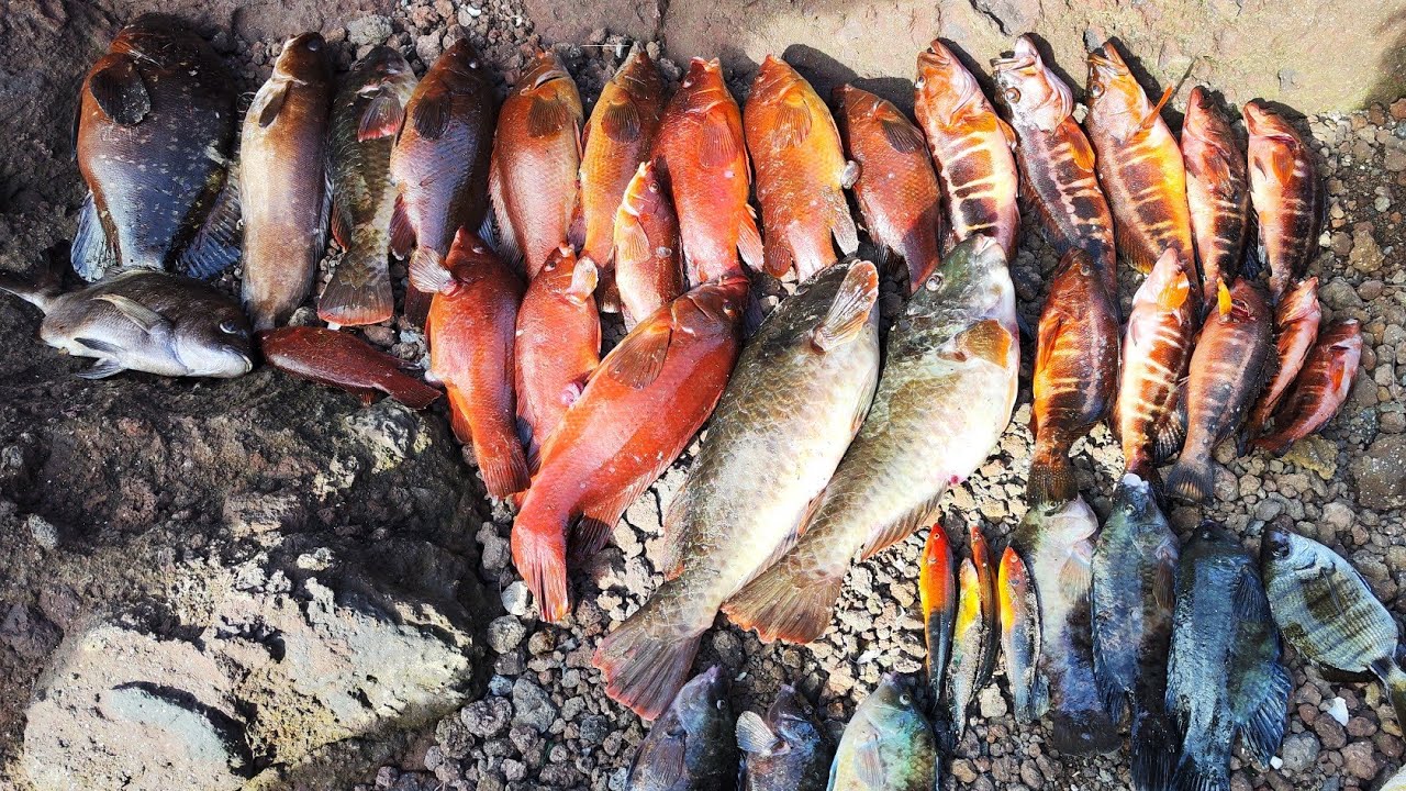 Grande Pesca entre Amigos 28-01-2024