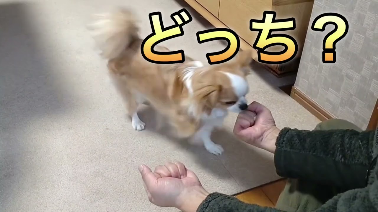 当たらないごまこじ💕