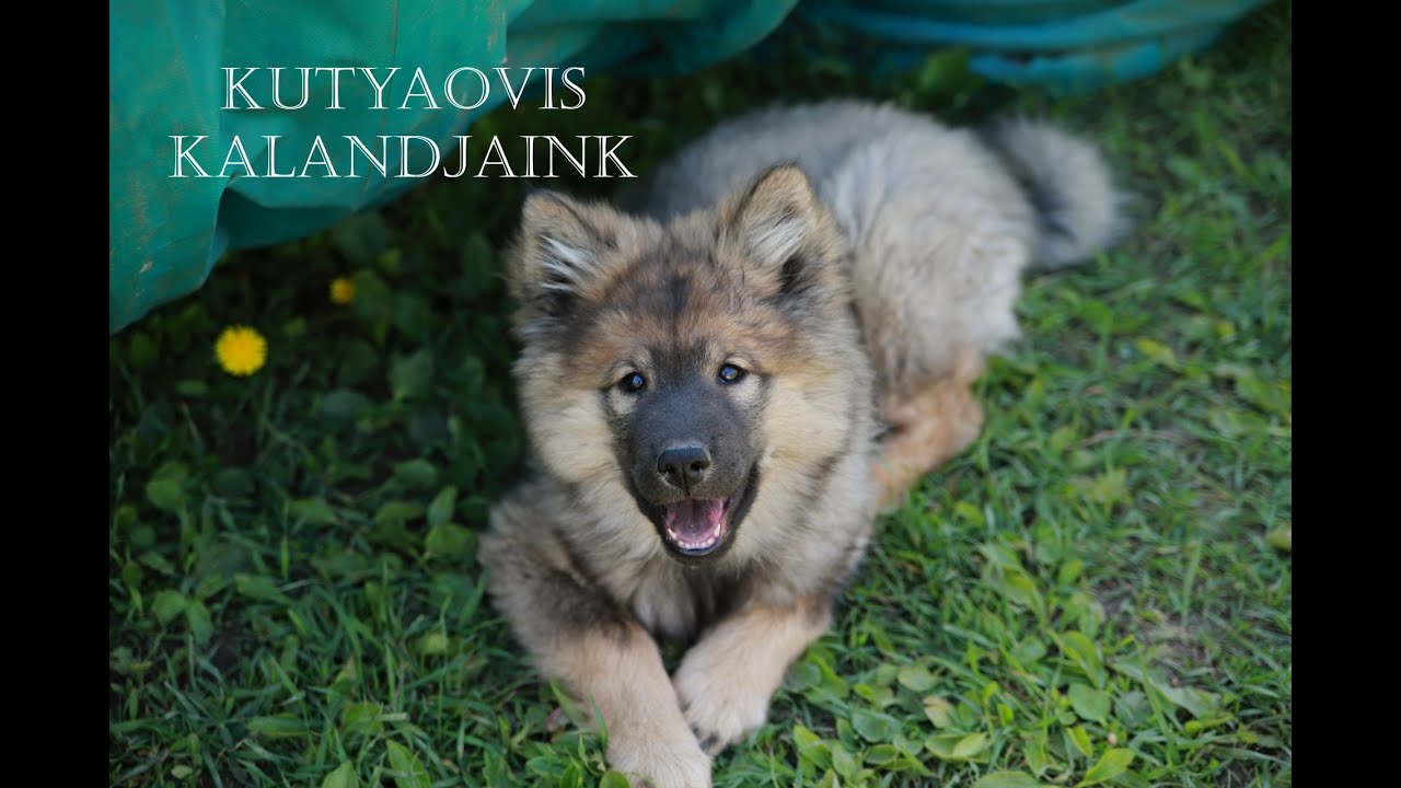 Miért jó a kutyaovi? - Rió ovis kalandjai