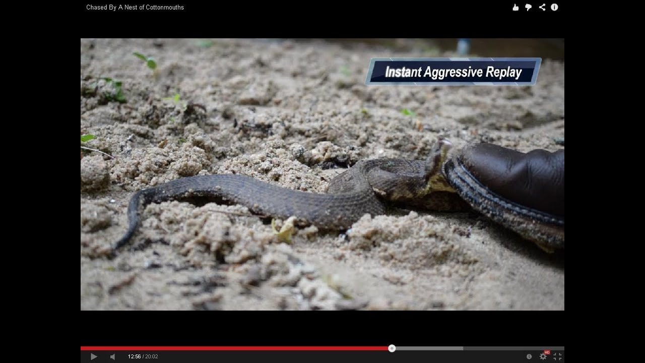 Chased By A Nest of Cottonmouths