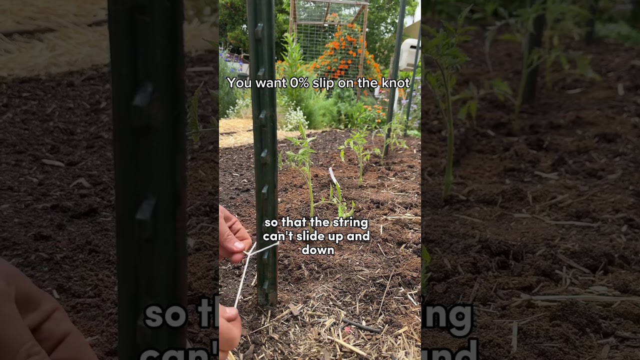 I Made A Tomato Trellis With The Biggest Yields!