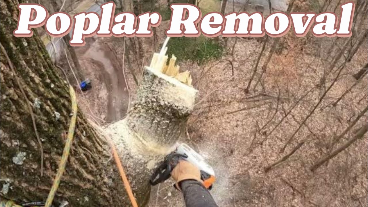 Large Poplar Tree Removal