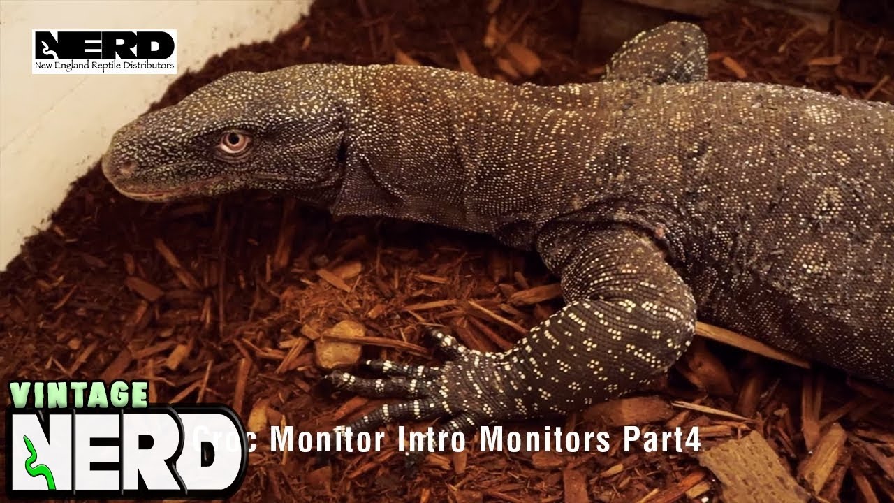 Croc Monitor Intro Monitors Part4