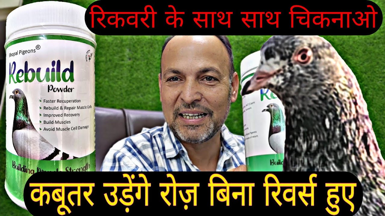 क़बूतरों की उड़ान के बाद रिकवरी और रीबिल्डिंग के लिए REBUILD POWDER By Bhopal Pigeons