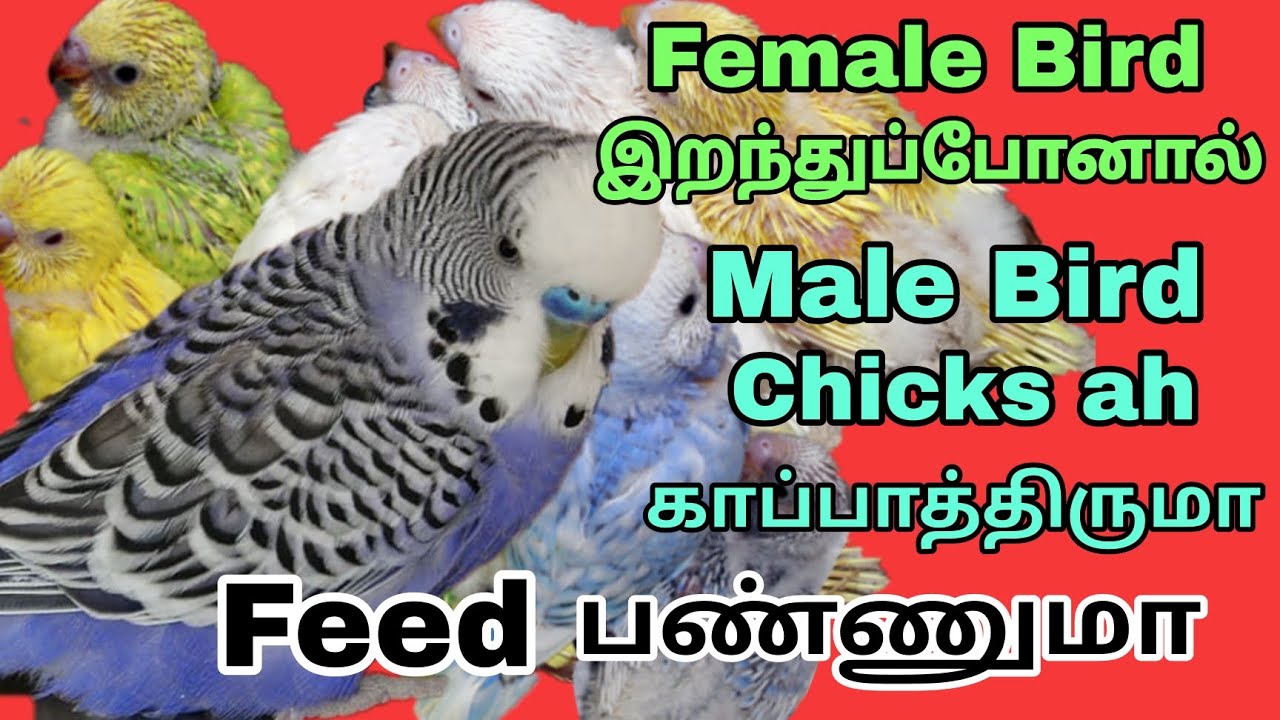 Female Love Bird ( Budgies) Death Care Male Bird Feeding In Chick's Tamil Female Birds Death Reason