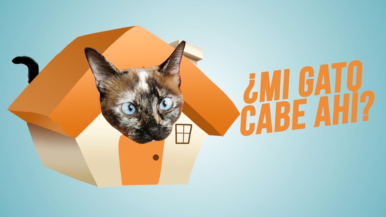 Cómo GATIFICAR un espacio pequeño en casa 🏠🐈| Gatos en pisos o apartamentos pequeños