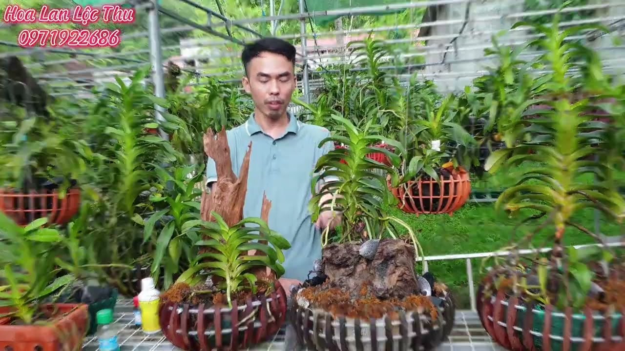 Chia sẻ kinh nghiệm phục hồi & chăm sóc Quế tháng 8 Thanh Hóa.