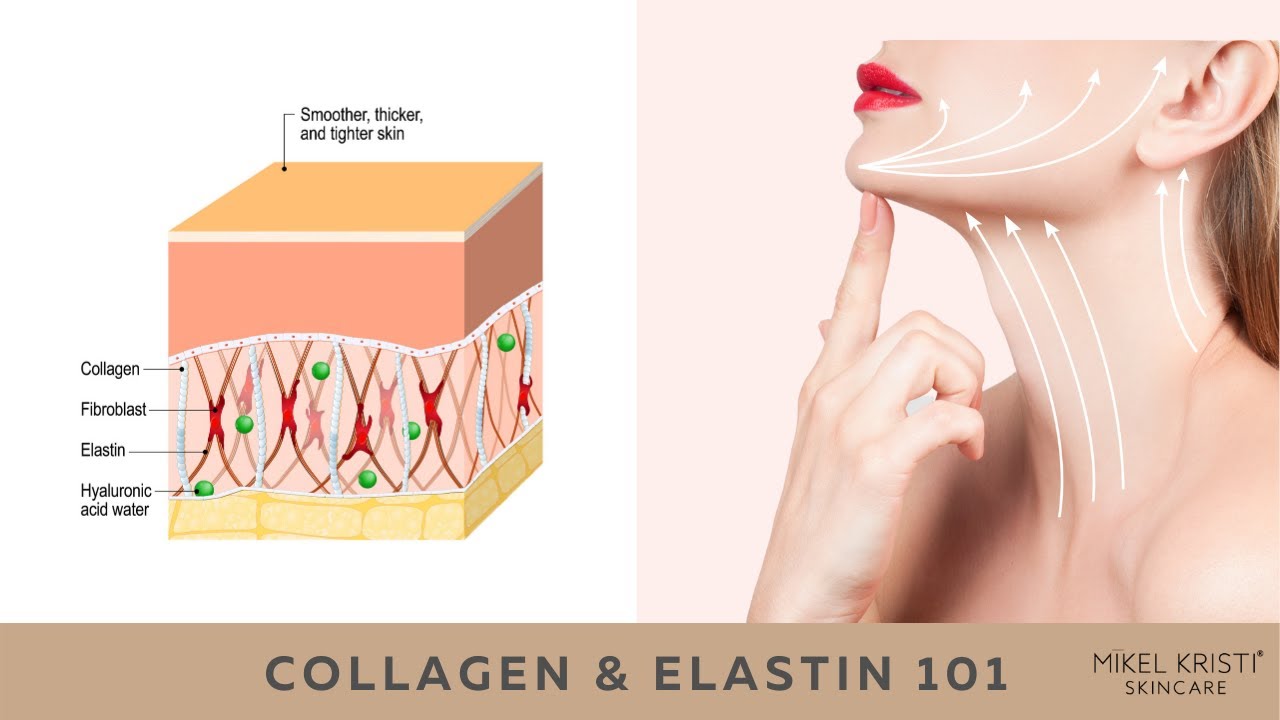 Collagen and Elastin