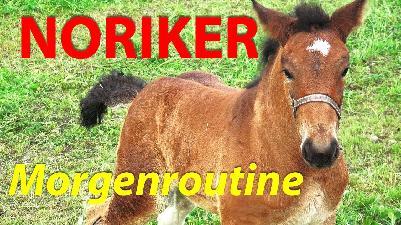 Noriker Morgenroutine - Raus auf die Weide!