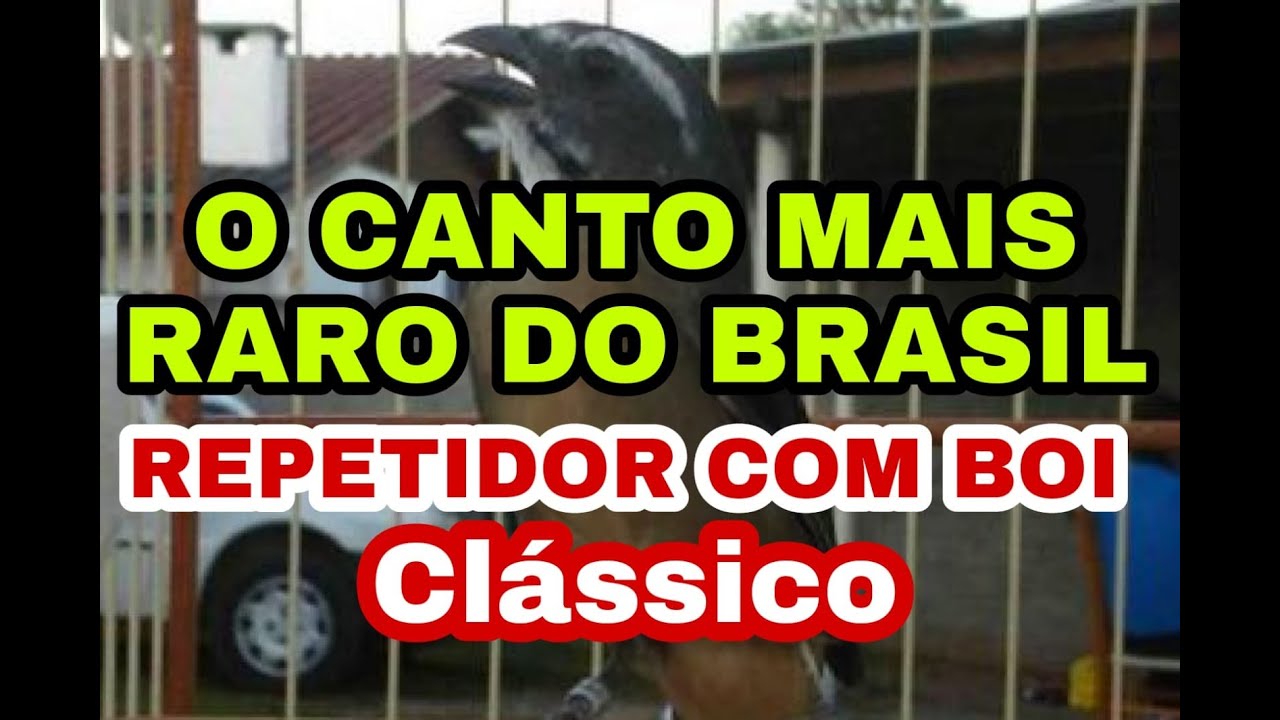 CANTO MAIS RARO DO BRASIL, TRINCA FERRO REPETIDOR COM BOI CLASSICO