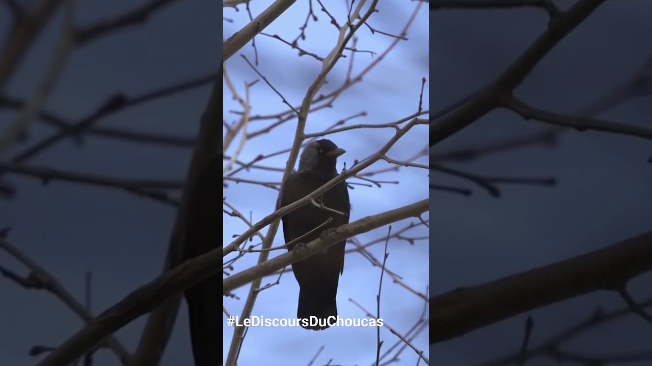 Documentaire animalier Choucas des tours