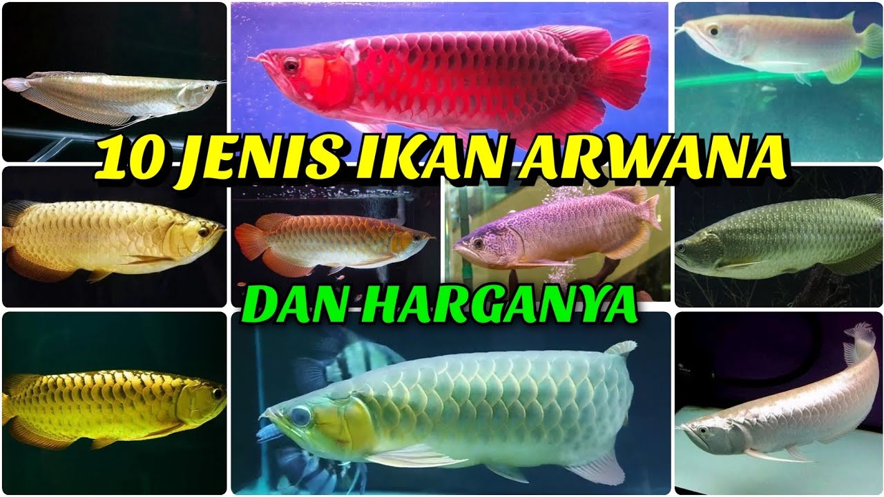 JENIS-JENIS IKAN ARWANA || DAN HARGANYA