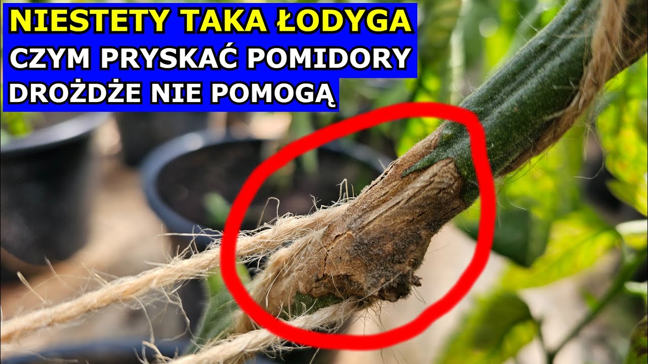 Okropna Łodyga Pomidora Drożdże NIE POMOGĄ. Czym Pryskać Pomidory na Zarazę ziemniaczaną Szarą Pleśń