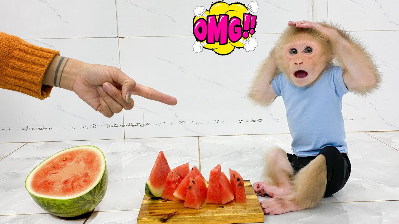 So Funny! Monkey Molly Sneaks Mommy’s Watermelon — Will She Get Scolded?