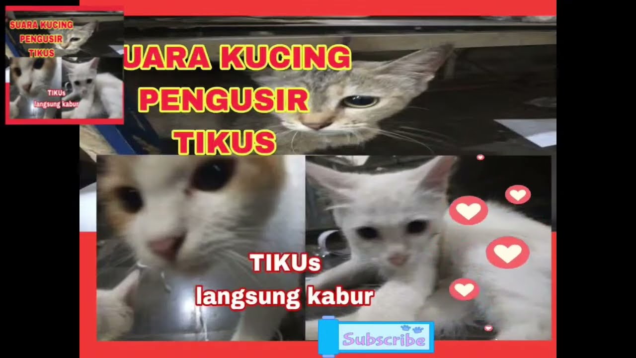 suara kucing pengusir tikus 12 jam nonstop