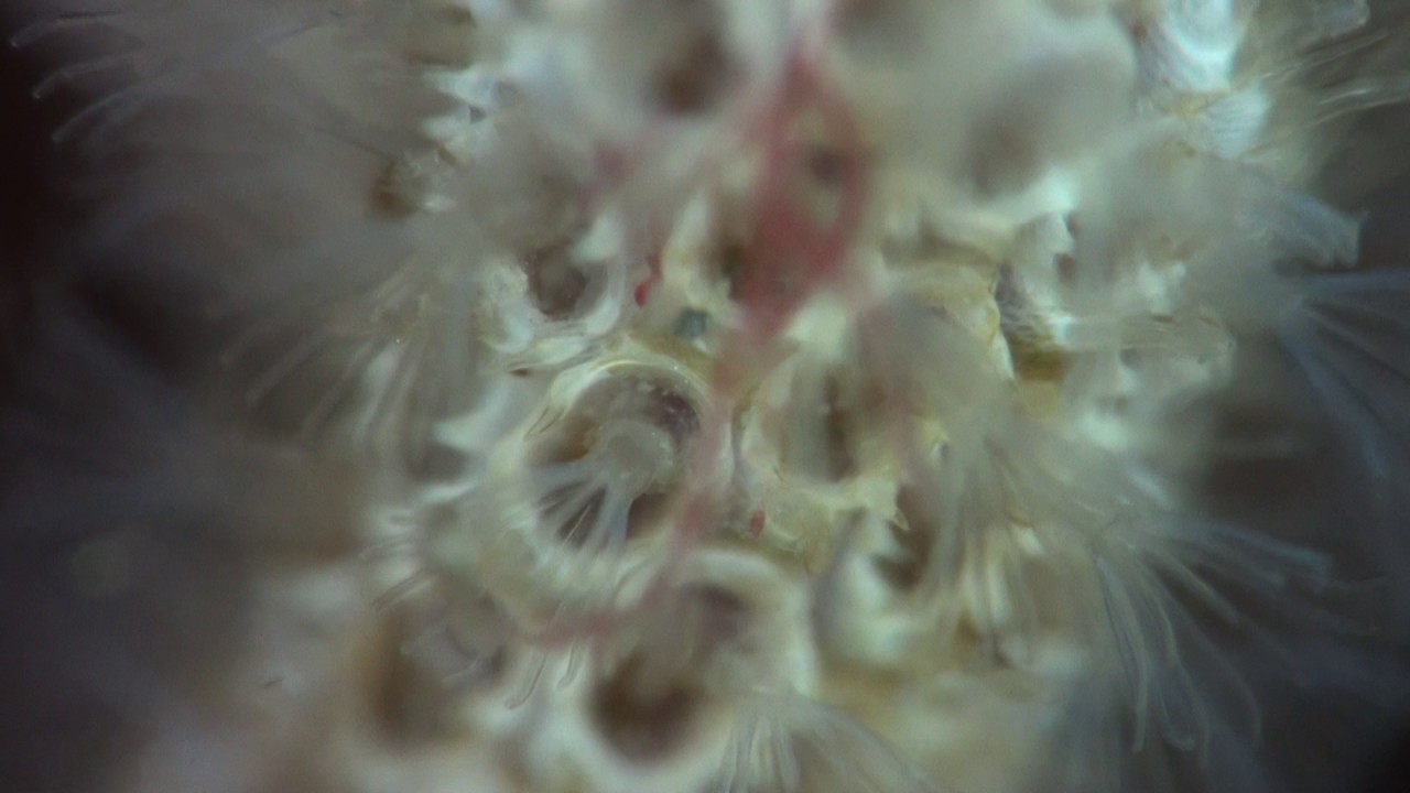 Electra pilosa zooids extended