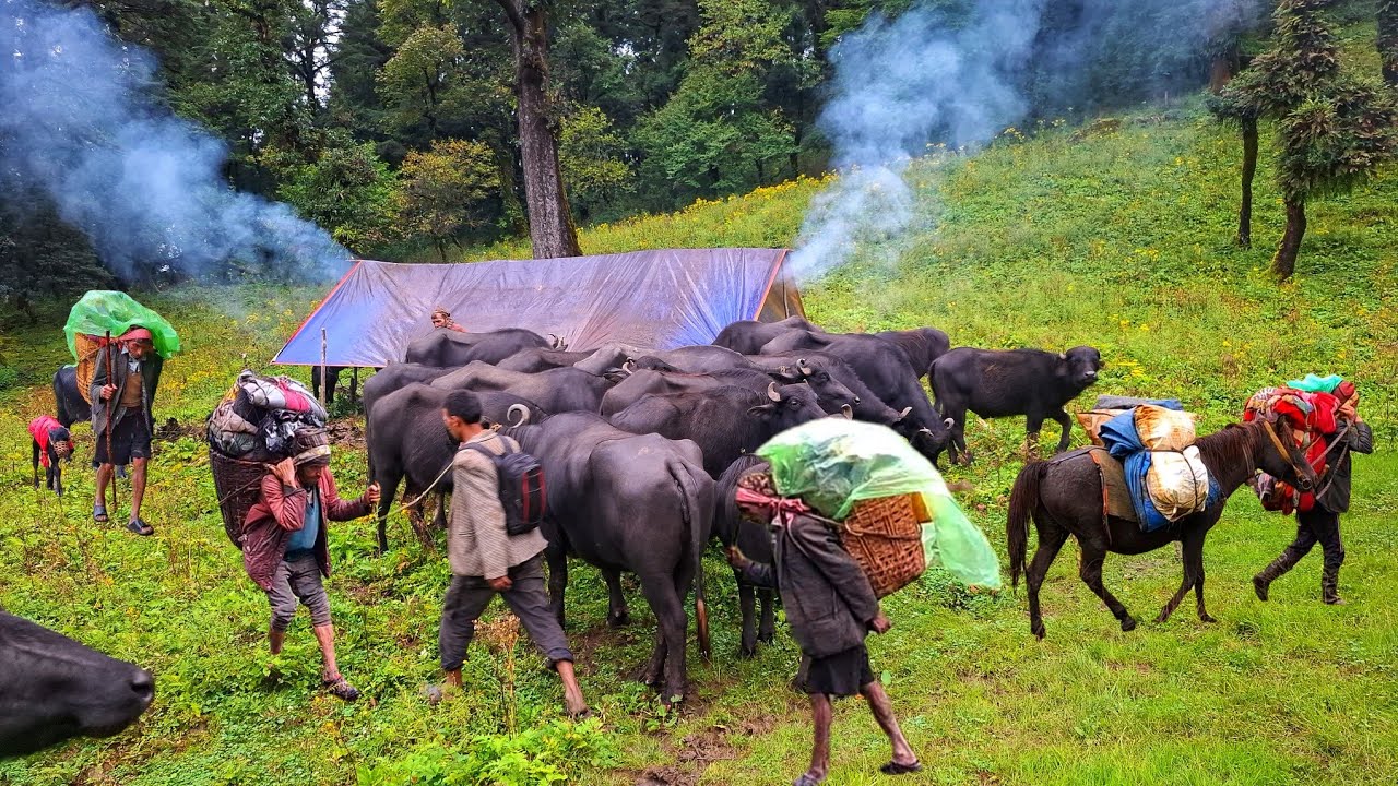 Life in Rural Himalayan Shepherd's village people in Nepal | Primitive Rural village life | Nepal 🇳🇵