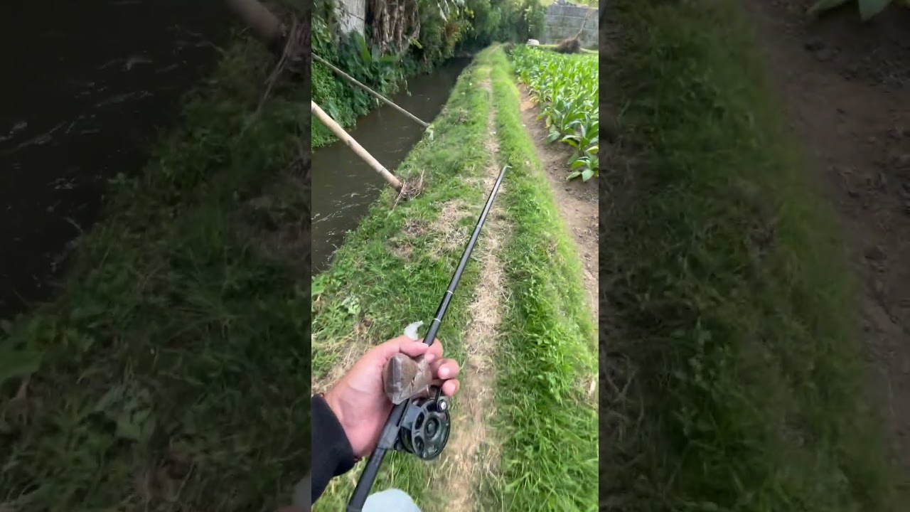 LOOSS DOLL #manceng #mancing #channalimbata #wader #lele #uceng #spot #spotmancing #temanggung #nila