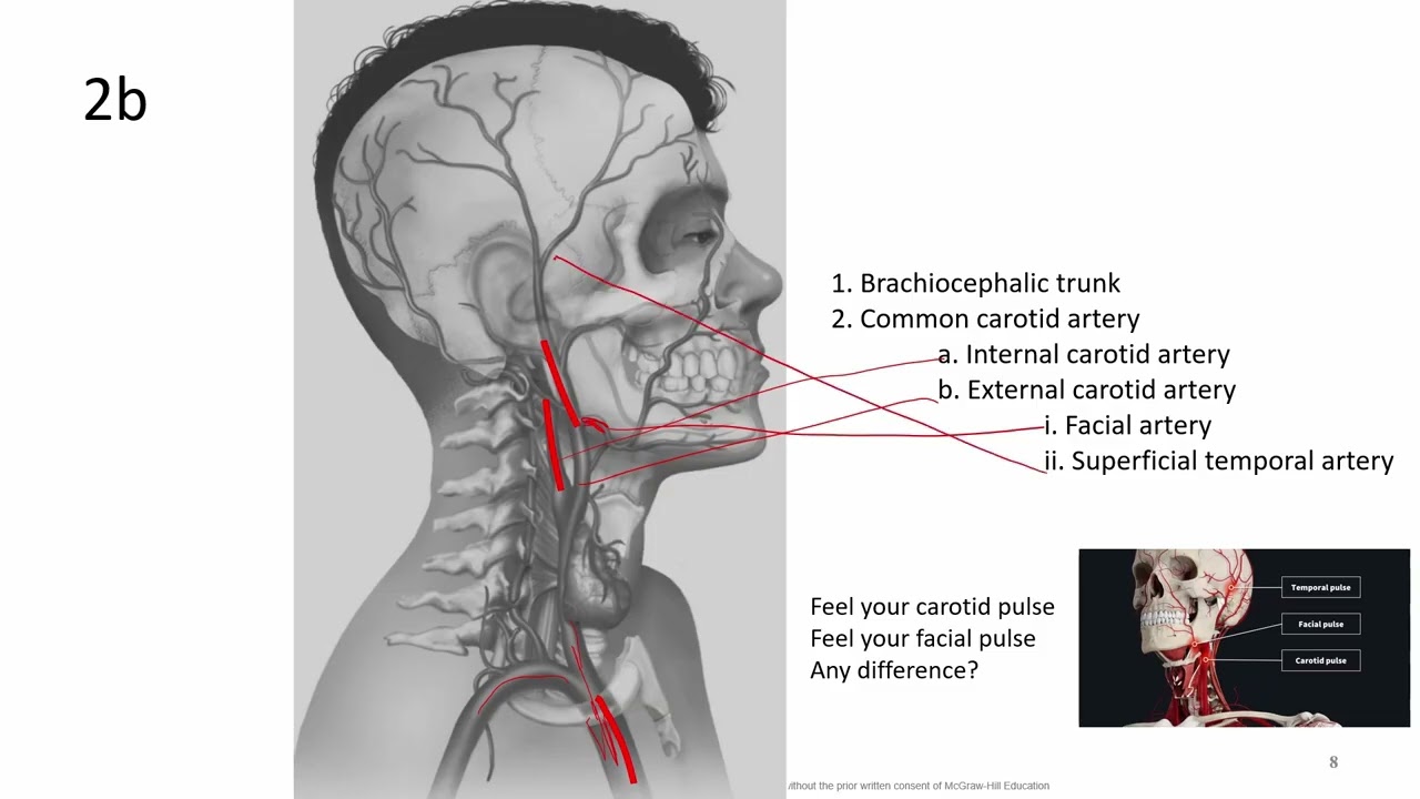A&P 4.  Blood vessels #1