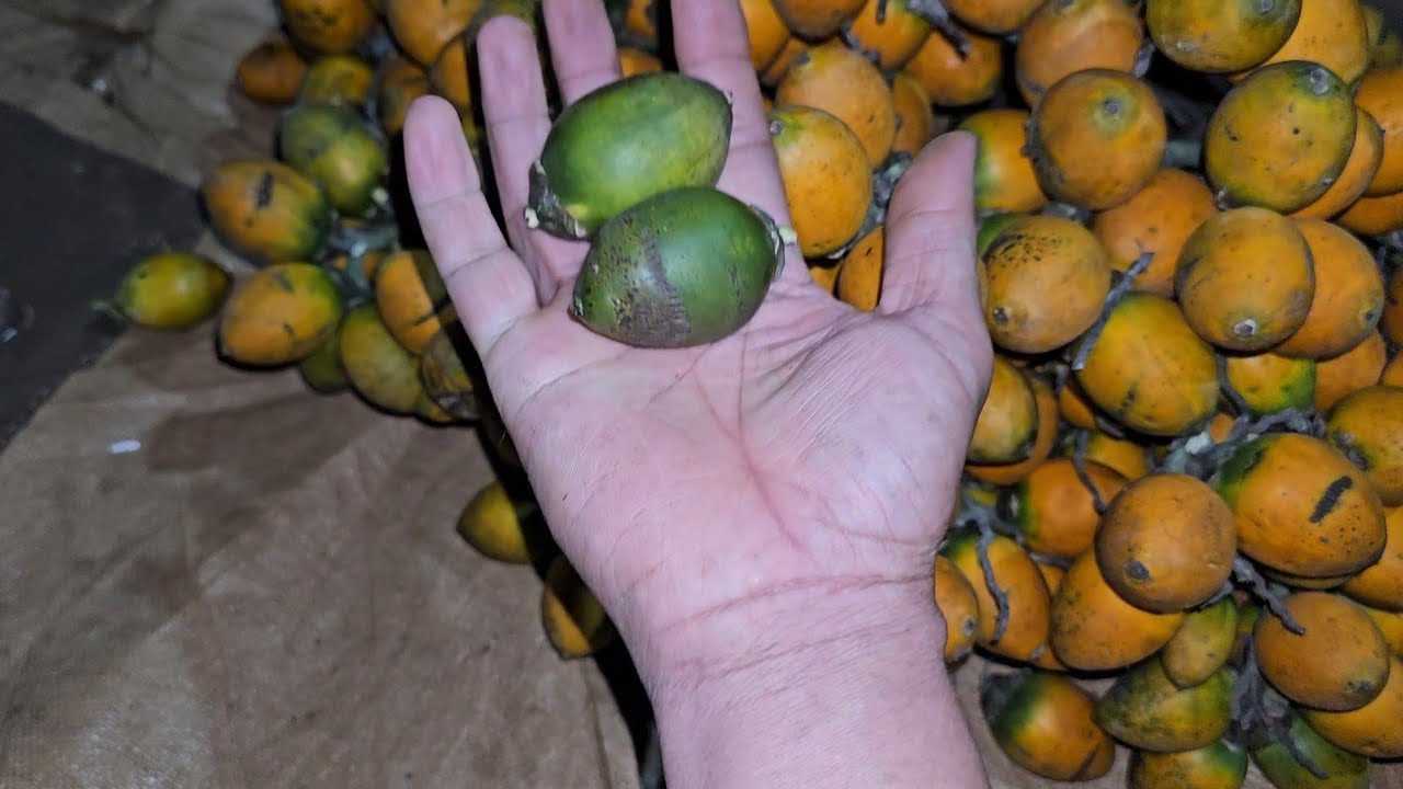 Giống cau xuất khẩu giá cao nhất hiện nay. Người trồng cây cần biết!