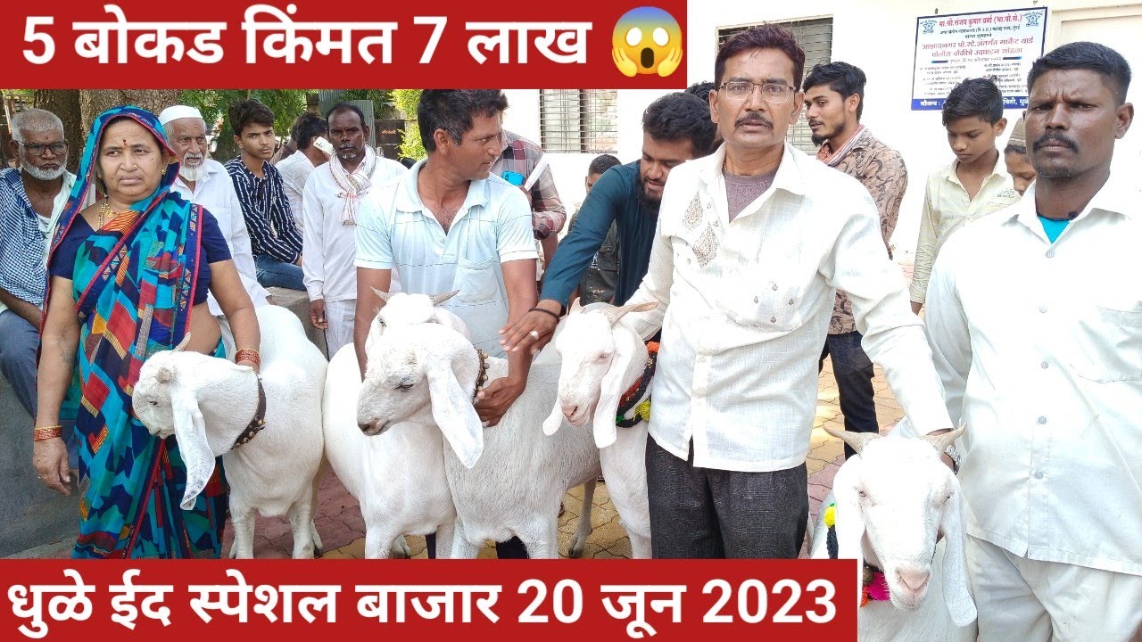 ईद स्पेशल कुर्बानी बकरा बाजार धुळे | Eid special qurbani goat market Dhule | बकरी ईद 2023