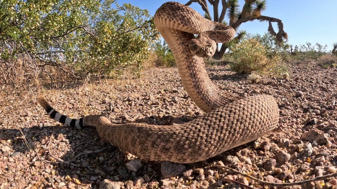 Southwestern Speckled Rattlesnake in White Hills, AZ