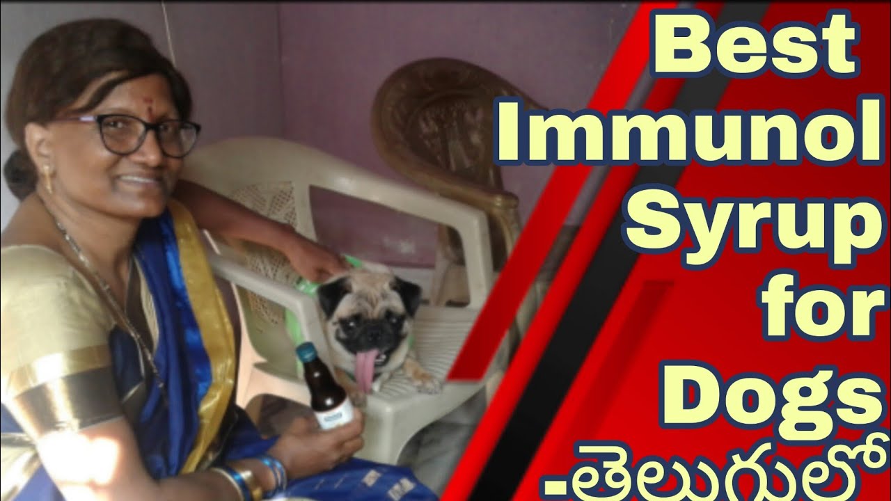Immunity syrup for dogs