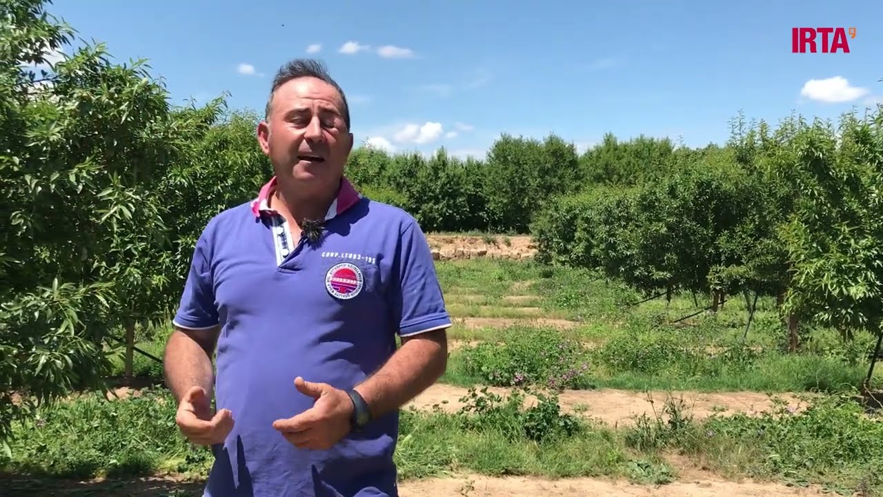 Esporga en verd en ametller superintensiu (formació en eix)(català)