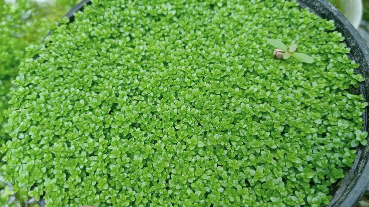 HC Hemianthus callitrichoides carpet plant propagation