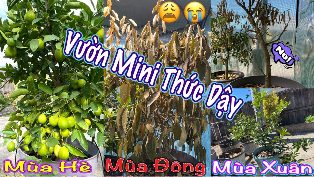 Vườn Mini Thức Dậy - Góc Vườn Sau Mùa Đông - Vườn Mini Xứ Lạnh -Vlog 224