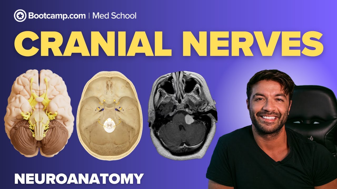 Cranial Nerves Explained | Functions, Pathways & Clinical Deficits