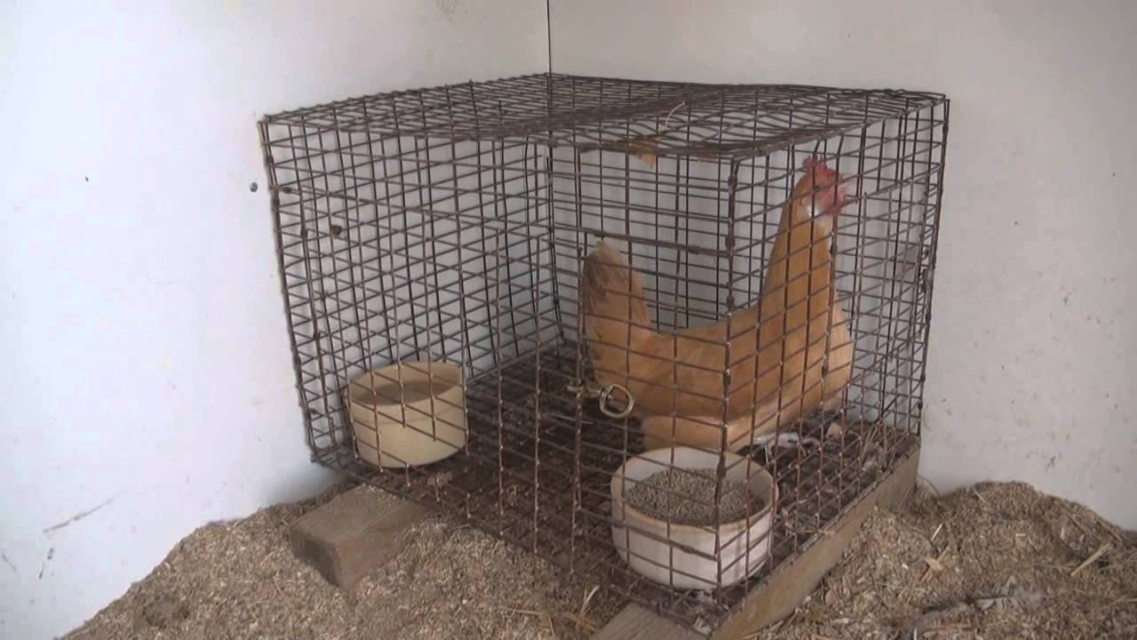 Brooding Hen