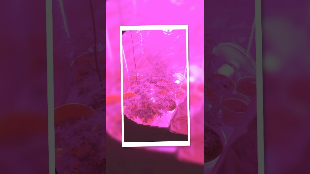 Jock horror auto indoor cannabis plant weed time lapse