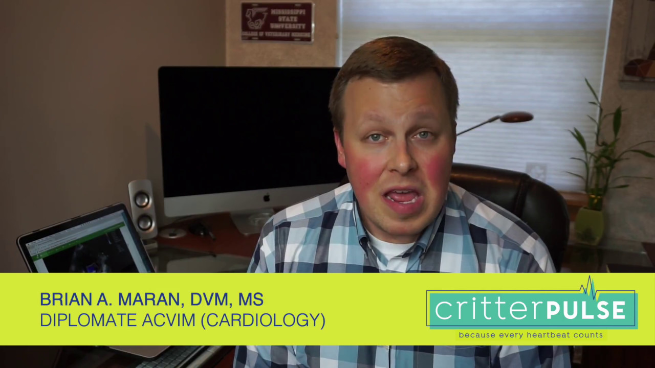 CritterPulse | Mitral Valve Disease in Dogs | Olympic Veterinary Cardiology