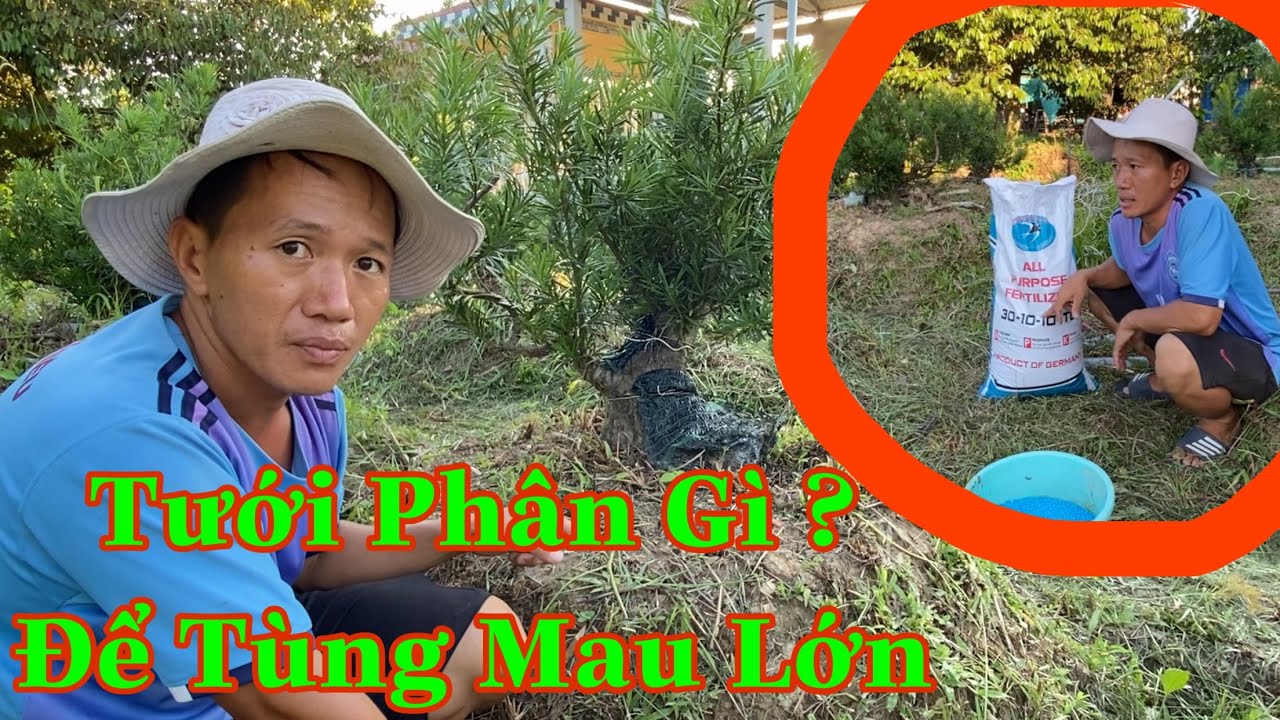 Tưới Phân Gì Để Tùng Là Hán Nhanh Lớn ?