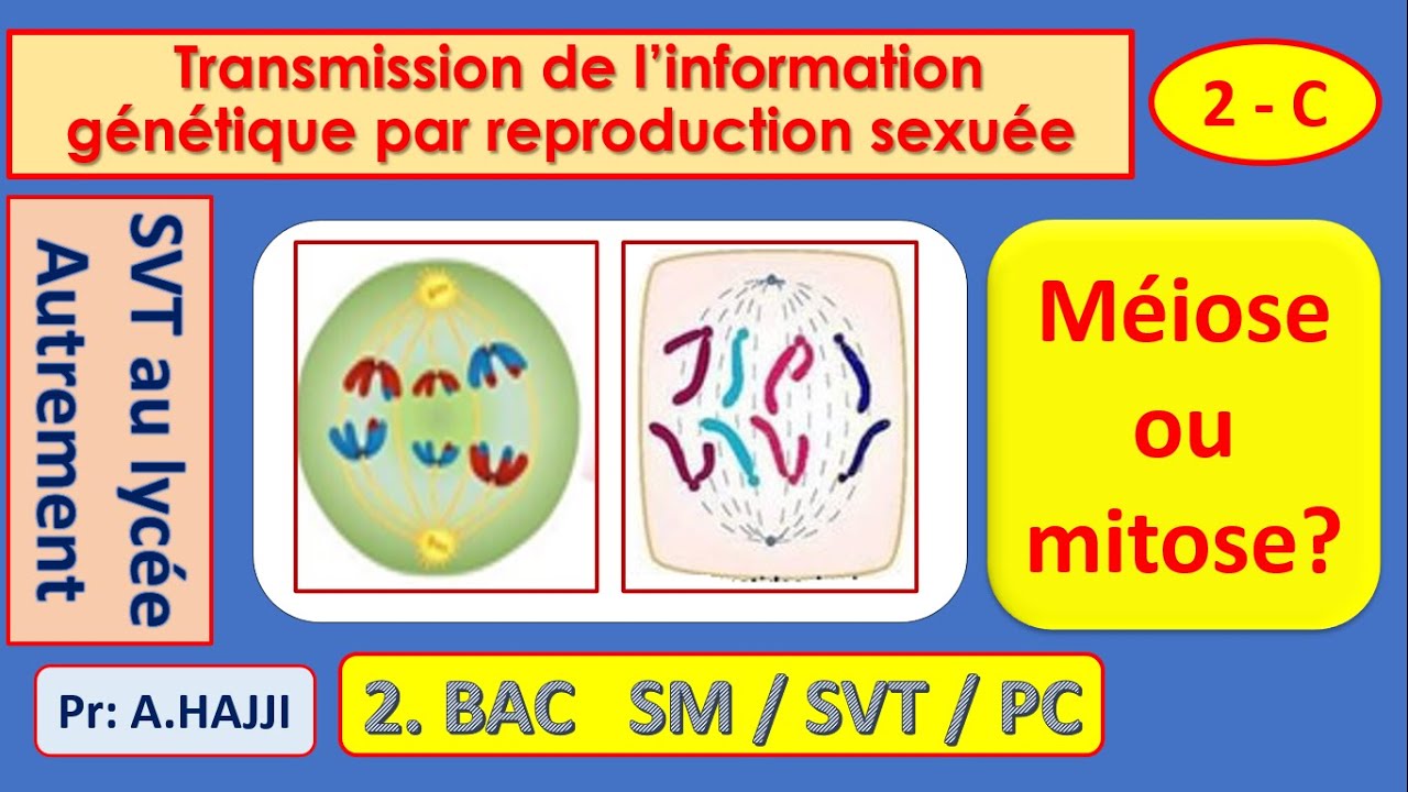 Méiose ou mitose? Comparaison - mitose animale et mitose végétale