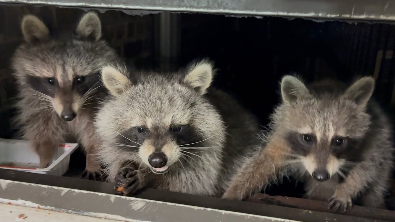My Window Bandits 
