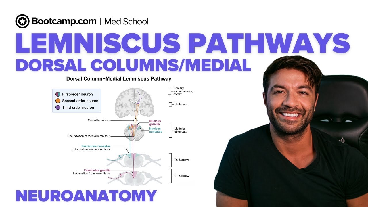 The Dorsal Column-Medial Lemniscus (DCML) Pathway Explained | Touch, Vibration & Proprioception